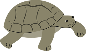 tortoise